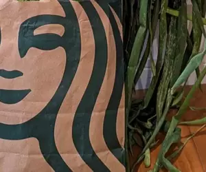 用星巴克紙袋裝蔥的奇妙光景 這要是流行起來可能會引起一波社群風潮喔！？