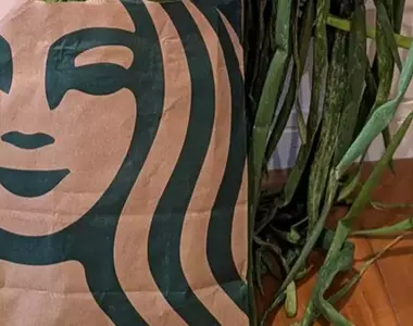 用星巴克紙袋裝蔥的奇妙光景 這要是流行起來可能會引起一波社群風潮喔！？