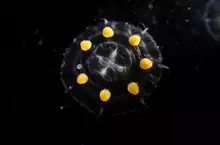 日本人說這些《盒中的小水母》像是蜜糖波堤 美國人看起來卻像是沃爾瑪？