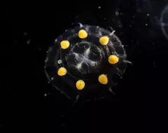 日本人說這些《盒中的小水母》像是蜜糖波堤 美國人看起來卻像是沃爾瑪？