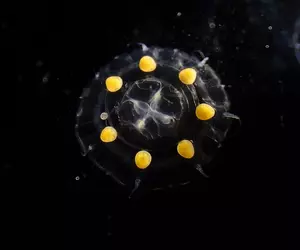 日本人說這些《盒中的小水母》像是蜜糖波堤 美國人看起來卻像是沃爾瑪？