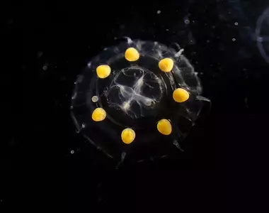 日本人說這些《盒中的小水母》像是蜜糖波堤 美國人看起來卻像是沃爾瑪？