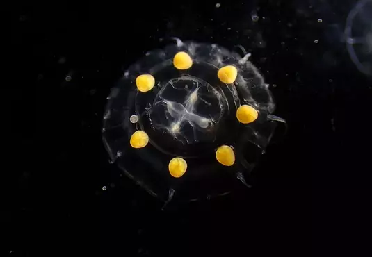 日本人說這些《盒中的小水母》像是蜜糖波堤 美國人看起來卻像是沃爾瑪？