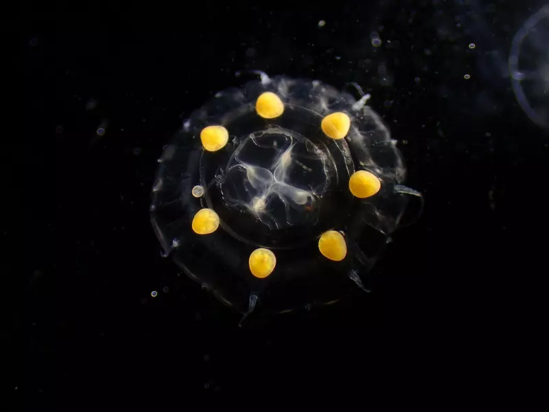 日本人說這些《盒中的小水母》像是蜜糖波堤 美國人看起來卻像是沃爾瑪？