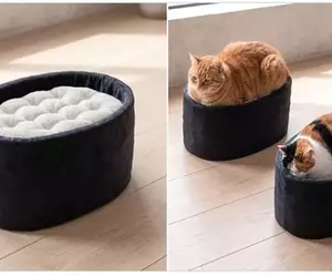 日本設計師「石川和也」最新發想！超療癒《軍艦卷貓咪床》不過這要是黑貓上去不就黑壓壓一片了嗎？