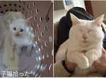 聽說《貓貓太過幸福會變成七龍珠裡的貓仙人》網友分享用愛照護半年一隻收養貓的變化