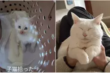 聽說《貓貓太過幸福會變成七龍珠裡的貓仙人》網友分享用愛照護半年一隻收養貓的變化