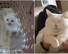 聽說《貓貓太過幸福會變成七龍珠裡的貓仙人》網友分享用愛照護半年一隻收養貓的變化