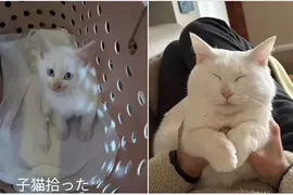 聽說《貓貓太過幸福會變成七龍珠裡的貓仙人》網友分享用愛照護半年一隻收養貓的變化