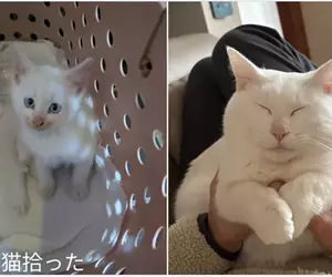 聽說《貓貓太過幸福會變成七龍珠裡的貓仙人》網友分享用愛照護半年一隻收養貓的變化