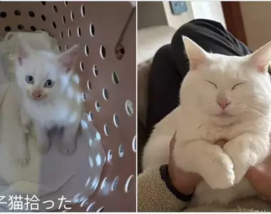 聽說《貓貓太過幸福會變成七龍珠裡的貓仙人》網友分享用愛照護半年一隻收養貓的變化