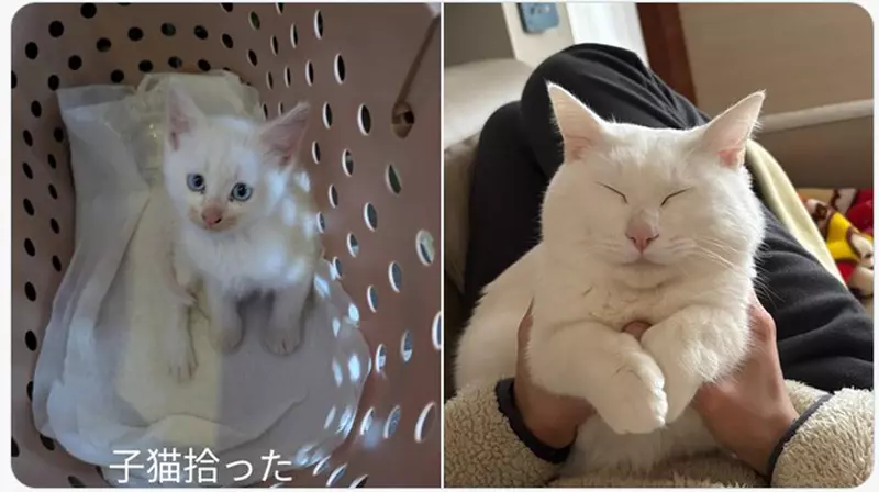 聽說《貓貓太過幸福會變成七龍珠裡的貓仙人》網友分享用愛照護半年一隻收養貓的變化