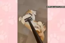 喜歡被吸塵器嚕毛的柴犬 只要主人開始打掃柴柴就會表現出〝快來吸我〞的樣子