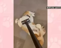 喜歡被吸塵器嚕毛的柴犬 只要主人開始打掃柴柴就會表現出〝快來吸我〞的樣子