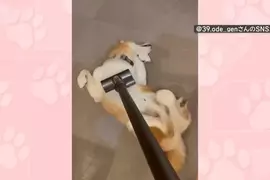 喜歡被吸塵器嚕毛的柴犬 只要主人開始打掃柴柴就會表現出〝快來吸我〞的樣子