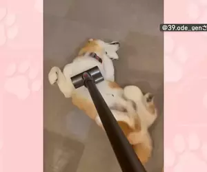 喜歡被吸塵器嚕毛的柴犬 只要主人開始打掃柴柴就會表現出〝快來吸我〞的樣子