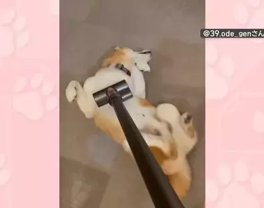 喜歡被吸塵器嚕毛的柴犬 只要主人開始打掃柴柴就會表現出〝快來吸我〞的樣子