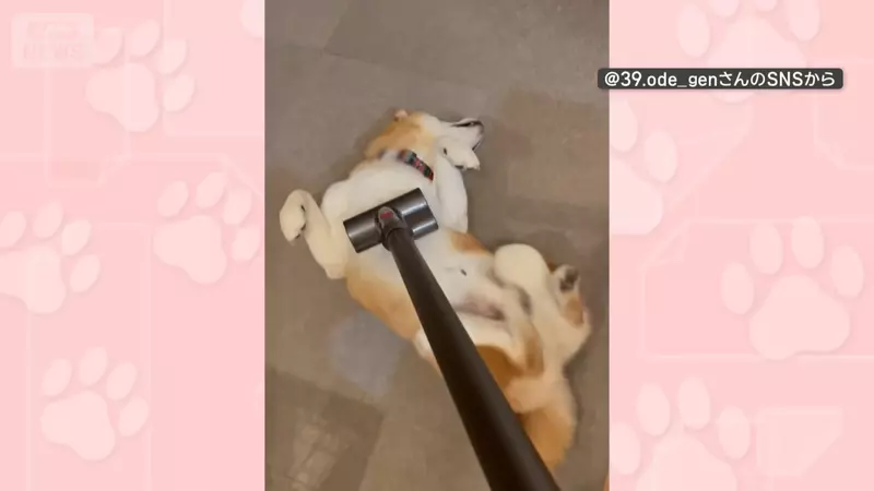 喜歡被吸塵器嚕毛的柴犬 只要主人開始打掃柴柴就會表現出〝快來吸我〞的樣子