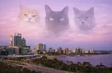 《貓奴出遊的時候》腦中總會浮現愛貓的臉？只想趕快回去見見牠