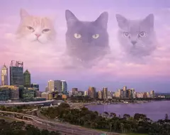 《貓奴出遊的時候》腦中總會浮現愛貓的臉？只想趕快回去見見牠