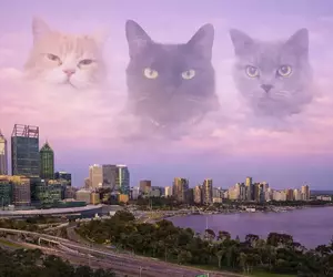 《貓奴出遊的時候》腦中總會浮現愛貓的臉？只想趕快回去見見牠