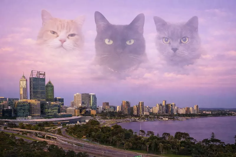 《貓奴出遊的時候》腦中總會浮現愛貓的臉？只想趕快回去見見牠