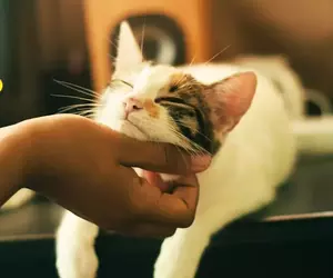 網友在停車場巧遇心機貓 假裝碰瓷倒地就是為了討罐罐吃吃