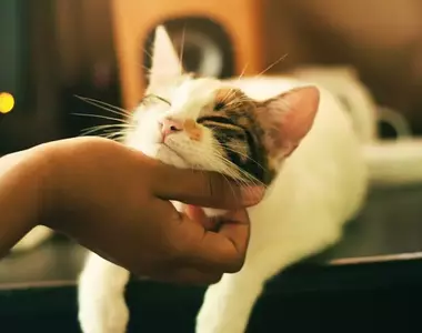 網友在停車場巧遇心機貓 假裝碰瓷倒地就是為了討罐罐吃吃