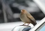 美國調查《容易被鳥糞攻擊的汽車排行榜》鳥類偏愛的「汽車倒楣色」分別是棕色、紅色、黑色 美國調查《容易被鳥糞攻擊的汽車排行榜》鳥類偏愛的「汽車倒楣色」分別是棕色、紅色、黑色