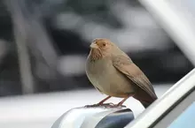 美國調查《容易被鳥糞攻擊的汽車排行榜》鳥類偏愛的「汽車倒楣色」分別是棕色、紅色、黑色