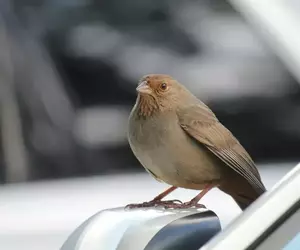 美國調查《容易被鳥糞攻擊的汽車排行榜》鳥類偏愛的「汽車倒楣色」分別是棕色、紅色、黑色