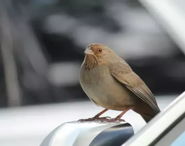 美國調查《容易被鳥糞攻擊的汽車排行榜》鳥類偏愛的「汽車倒楣色」分別是棕色、紅色、黑色