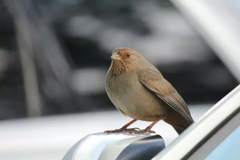 美國調查《容易被鳥糞攻擊的汽車排行榜》鳥類偏愛的「汽車倒楣色」分別是棕色、紅色、黑色