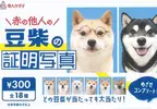 扭蛋商品《不認識的柴犬證件照》共計18種款式，每次300日幣現已推出