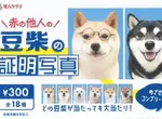 扭蛋商品《不認識的柴犬證件照》共計18種款式，每次300日幣現已推出