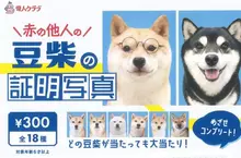 扭蛋商品《不認識的柴犬證件照》共計18種款式，每次300日幣現已推出