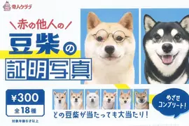 扭蛋商品《不認識的柴犬證件照》共計18種款式，每次300日幣現已推出