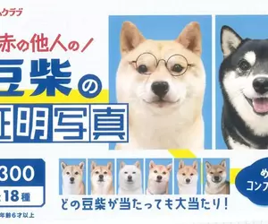 扭蛋商品《不認識的柴犬證件照》共計18種款式，每次300日幣現已推出