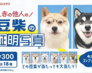 扭蛋商品《不認識的柴犬證件照》共計18種款式，每次300日幣現已推出