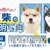 扭蛋商品《不認識的柴犬證件照》共計18種款式，每次300日幣現已推出