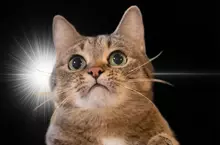 日本網友製作《靈光一閃生成器》大家爭相用各種動物試玩了