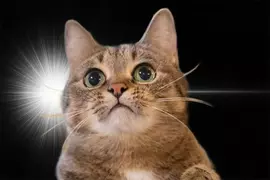 日本網友製作《靈光一閃生成器》大家爭相用各種動物試玩了