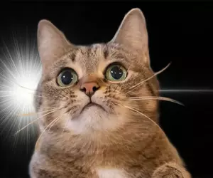 日本網友製作《靈光一閃生成器》大家爭相用各種動物試玩了