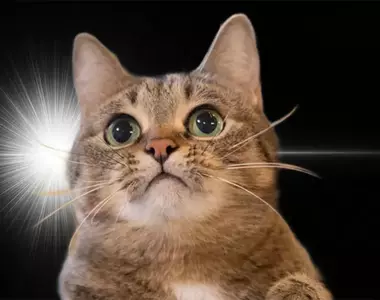 日本網友製作《靈光一閃生成器》大家爭相用各種動物試玩了