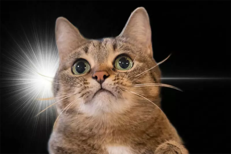 日本網友製作《靈光一閃生成器》大家爭相用各種動物試玩了