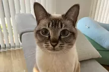 美國作家發現《看臉就能認出日本貓》飼主們紛紛貼出愛貓讓他鑑定了