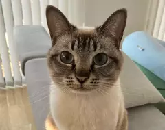 美國作家發現《看臉就能認出日本貓》飼主們紛紛貼出愛貓讓他鑑定了