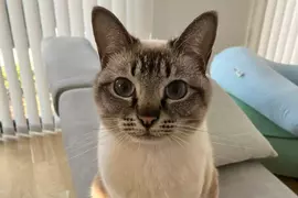 美國作家發現《看臉就能認出日本貓》飼主們紛紛貼出愛貓讓他鑑定了