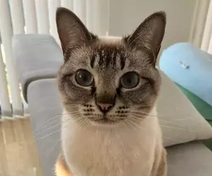 美國作家發現《看臉就能認出日本貓》飼主們紛紛貼出愛貓讓他鑑定了