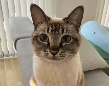 美國作家發現《看臉就能認出日本貓》飼主們紛紛貼出愛貓讓他鑑定了